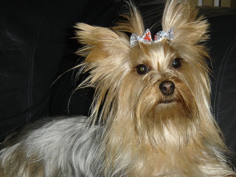 Cachorro 2.jpg